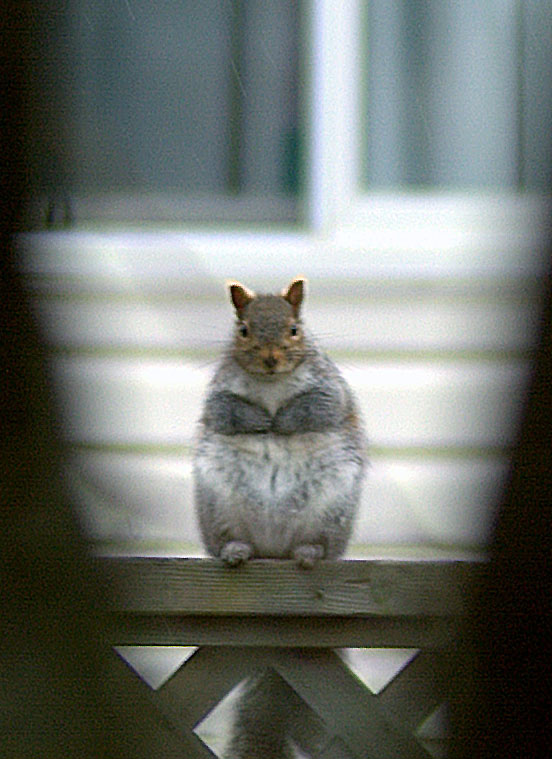 fatdavelarge1.jpg