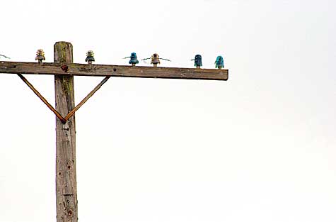 Telegraph pole