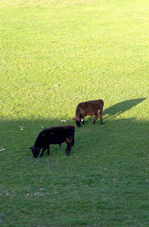 Moo